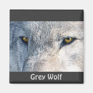 Grey Wolf Eyes Wildlife Collectie Magneet