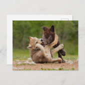 Grey Wolf Pups Worstelen Briefkaart (Voorkant / Achterkant)