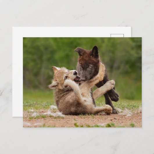 Grey Wolf Pups Worstelen Briefkaart (Voorkant / Achterkant)