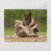 Grey Wolf Pups Worstelen Briefkaart (Voorkant)