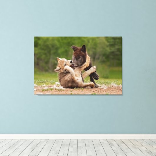 Grey Wolf Pups Worstelen Canvas Afdruk (Insitu (Houten vloer))