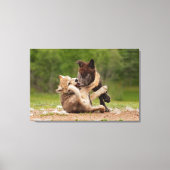 Grey Wolf Pups Worstelen Canvas Afdruk (Voorkant)
