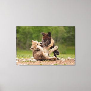 Grey Wolf Pups Worstelen Canvas Afdruk