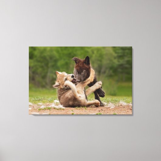 Grey Wolf Pups Worstelen Canvas Afdruk (Voorkant)
