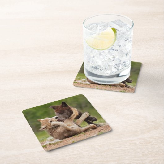 Grey Wolf Pups Worstelen Kartonnen Onderzetters (Insitu)