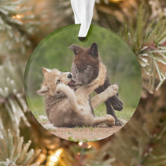 Grey Wolf Pups Worstelen Ornament (Boom)