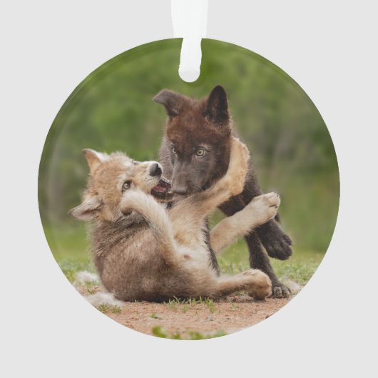 Grey Wolf Pups Worstelen Ornament (achterkant)