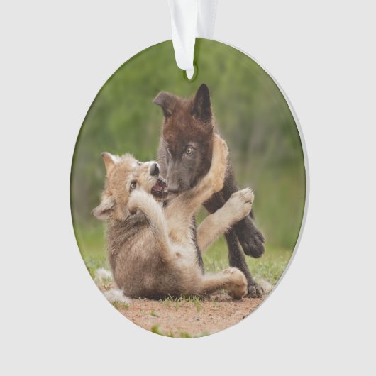 Grey Wolf Pups Worstelen Ornament (voorkant)