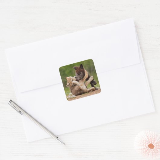 Grey Wolf Pups Worstelen Vierkante Sticker (Envelop)