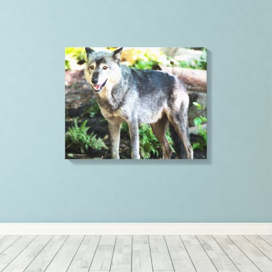 Grey Wolf Standing Alone Canvas Afdruk (Insitu (Houten vloer))