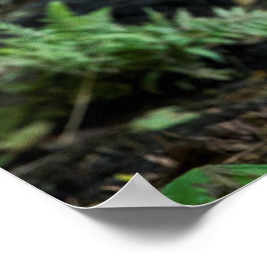 Grey Wolf Standing Alone Poster (Hoek)