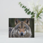 Grey Wolf Upclose Briefkaart (Staand voorkant)