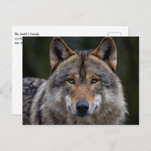 Grey Wolf Upclose Briefkaart (Voorkant / Achterkant)
