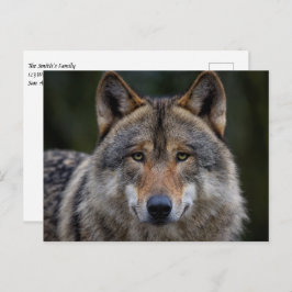 Grey Wolf Upclose Briefkaart