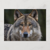Grey Wolf Upclose Briefkaart (Voorkant)