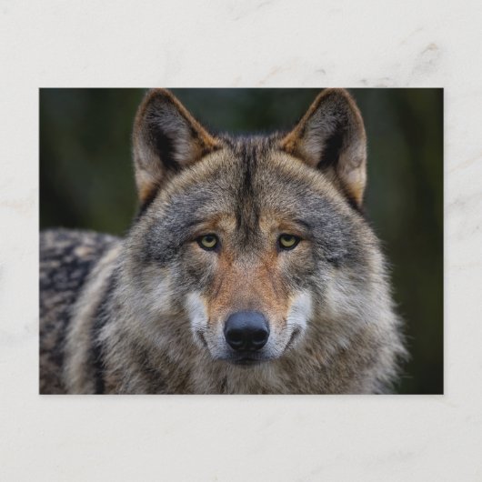 Grey Wolf Upclose Briefkaart (Voorkant)