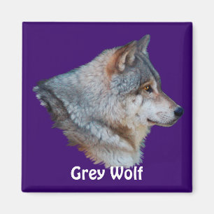 GREY WOLF Wildlife Magnet Collectie