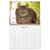 Greyfoot Cat Rescue 2013 Calendar Kalender (Mar 2027)