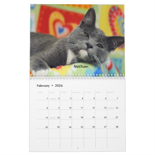 Greyfoot Cat Rescue 2016 Calendar Kalender (Feb 2026)