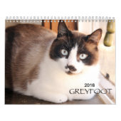 Greyfoot Cat Rescue 2016 Calendar Kalender (Hoes)