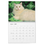 Greyfoot Cat Rescue 2016 Calendar Kalender (Mar 2027)