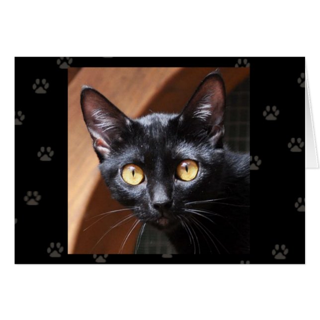 Greyfoot Cat Rescue Bombay Cat Card (Voorkant Horizontaal)