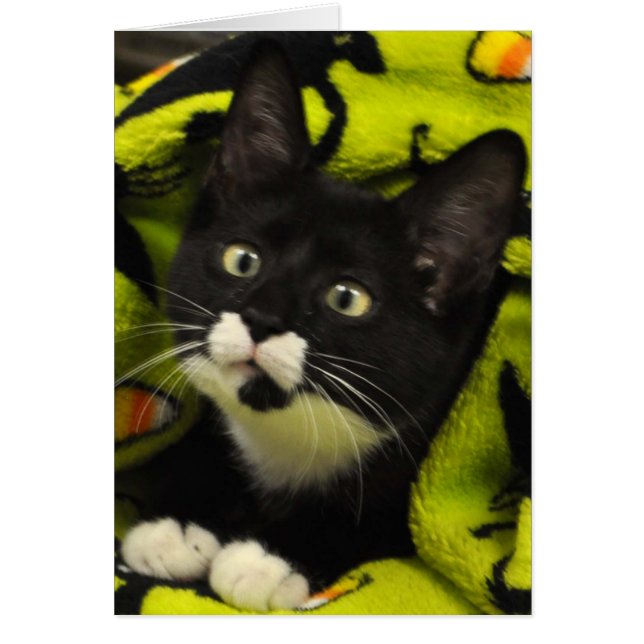 Greyfoot Cat Rescue Bowtie Tuxedo Card (Voorkant)