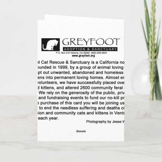Greyfoot Cat Rescue Santa Claws Vakantie Kaart (Achterkant)