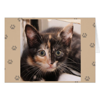 Greyfoot Cat Rescue Tortie Card