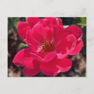greyforaday Red Floral Card Briefkaart