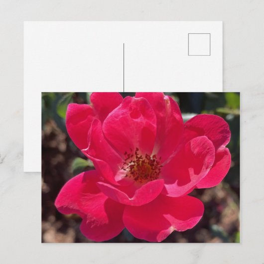 greyforaday Red Floral Card Briefkaart (Voorkant / Achterkant)