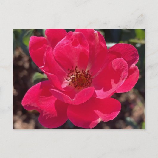 greyforaday Red Floral Card Briefkaart (Voorkant)