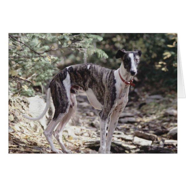 Greyhound (Voorkant Horizontaal)