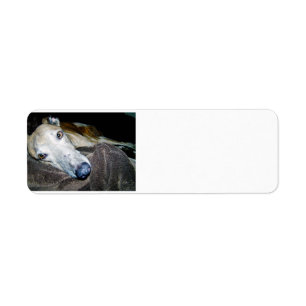 greyhound 2.png etiket