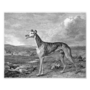 Greyhound Black en White Illustration Foto Afdruk