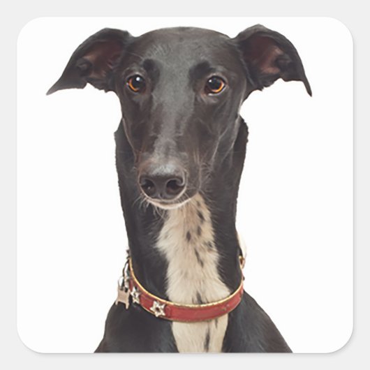 Greyhound Black en White Puppy Dog Vierkante Sticker (Voorkant)