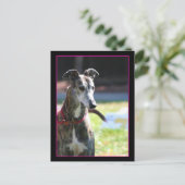 Greyhound briefkaart (Staand voorkant)
