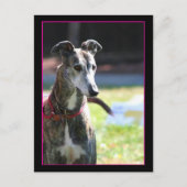 Greyhound briefkaart (Voorkant)