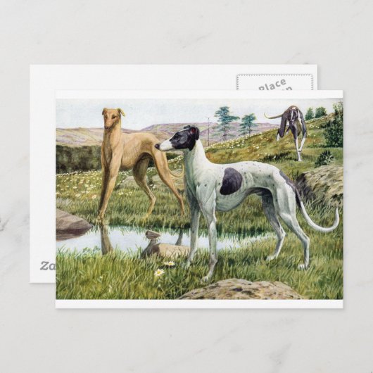 Greyhound Briefkaart (Voorkant / Achterkant)