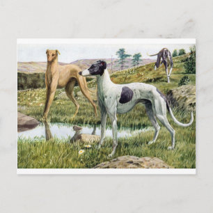 Greyhound Briefkaart