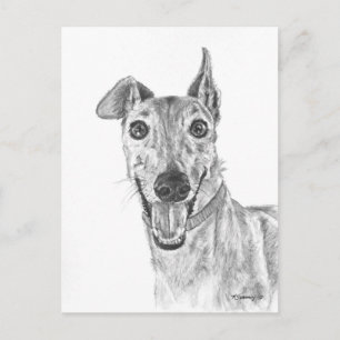 Greyhound Closeup Drawing Briefkaart