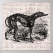 Greyhound Dog 1800s Greyhounds Dogs Poster (Voorkant)