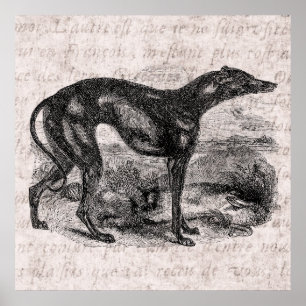 Greyhound Dog 1800s Greyhounds Dogs Poster