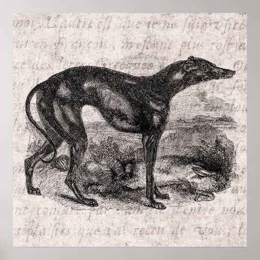  Greyhound Dog 1800s Greyhounds Dogs Poster (Voorkant)