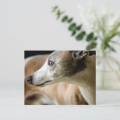 Greyhound Dog Briefkaart (Staand voorkant)