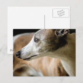 Greyhound Dog Briefkaart (Voorkant / Achterkant)