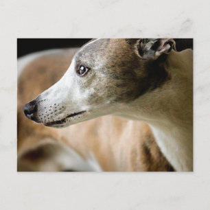 Greyhound Dog Briefkaart
