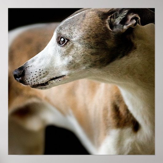 Greyhound Dog Poster (Voorkant)