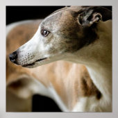 Greyhound Dog Poster (Voorkant)