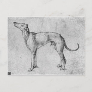 Greyhound door Albrecht Durer Briefkaart